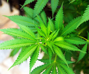 marijuana leaf