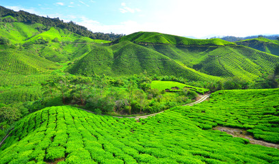 Tea Plantation Fields on the Mountain