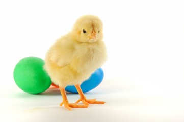 Chick with color broken egg