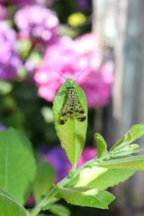 Eine Skorpionsfliege sitzt im Garten auf einem grünen  Blatt