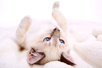 Little kitten with blue eyes lying on towel