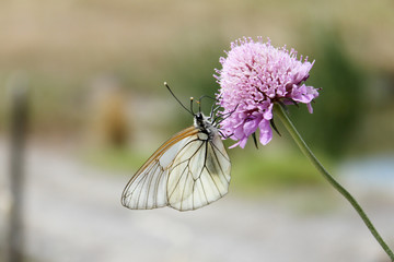 baumweißling © Gerisch