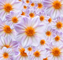 dahlia background texture