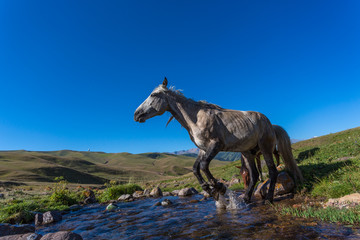 Fototapeta na wymiar horse on mountain pasture
