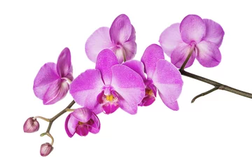 Tuinposter Orchidee Orchidee op wit