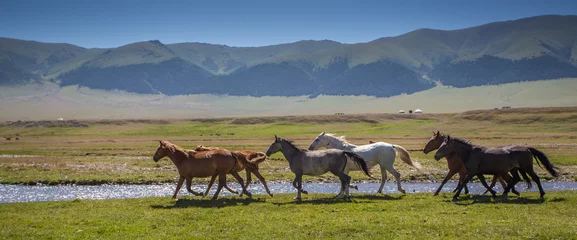 Fotobehang Paarden op een zomerweide © Alexandr Vlassyuk