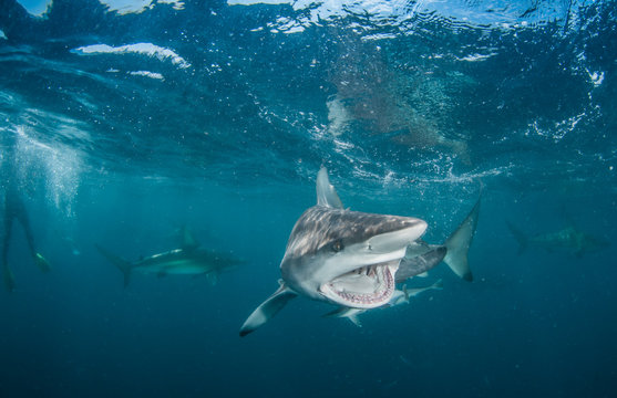 Tiger Shark with blacktip sharks