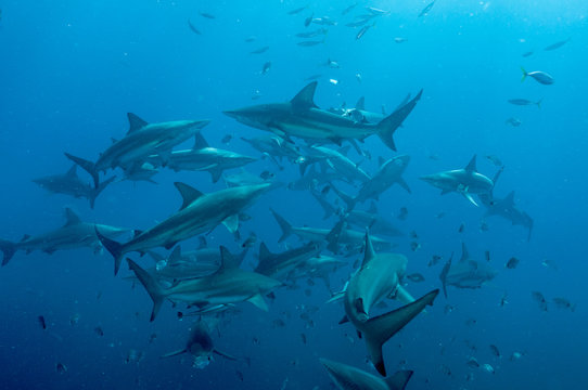 Tiger Shark with blacktip sharks
