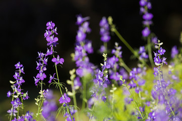Close-up flowers in summer