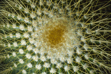 cactus close up