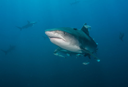 Tiger Shark with blacktip sharks