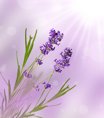 Obraz premium flower