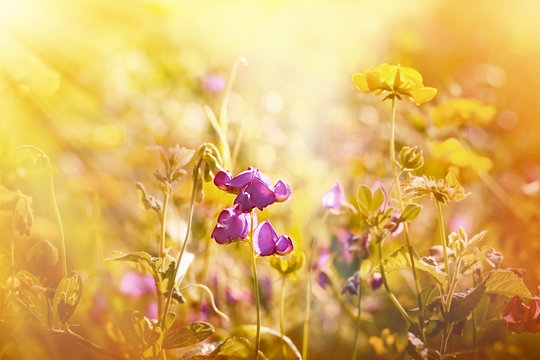 Fototapeta Purple flower between yellow meadow flowers