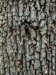 Obraz premium Bark of tree