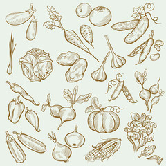 Set of Vintage Sketches Vegetables in Freehand Style