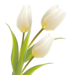 Tulip flower isolated over white.