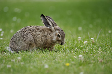 Lepus capensis Feldhase