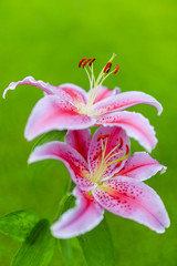 Obraz premium Lilies in the garden