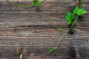 Hopfen Blatt Holz Hintergrund