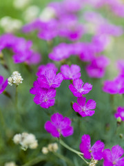 Fototapeta na wymiar Summer garden - pink perennial flowers in the garden