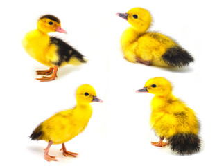 duckling