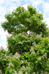 Baumkrone Trompetenbaum