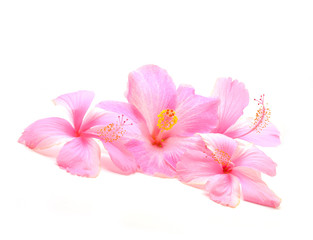 Naklejka na ściany i meble hibiscus flower