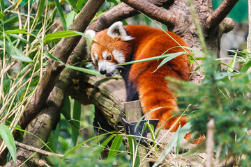 Rode panda, Ailurus fulgens fulgens, Azië