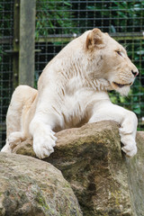 Witte Afrikaanse leeuwin