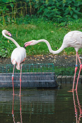 Vechtende Europese flamingo's