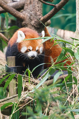 rode panda, Ailurus fulgens fulgens, Azië