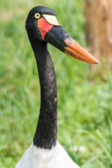 Zadelbekooievaar, Ciconiiformes, Ciconiidae-Ephippiorhynchus