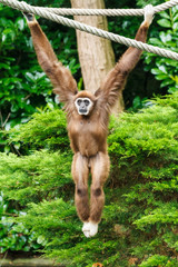 withandgibbon, Hylobates lar, Leeft in: Azië