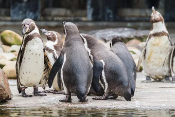 Fotobehang Groep Humboldt pinguïns,  Sphenicus humboldti © John Hofboer
