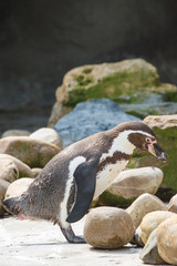 Fototapeta premium Humboldt pinguïn, Sphenicus humboldti, Zuid-Amerika