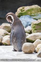 Humboldt pingu&iuml;n  Sphenicus humboldti  Leeft in:	Zuid-Amerika