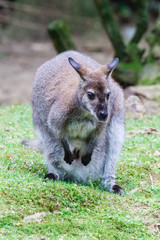 BenBennet-Wallabie,  Macropus rufogriseus fruticus