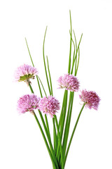 Obraz premium Schnittlauch (Allium schoenoprasum)