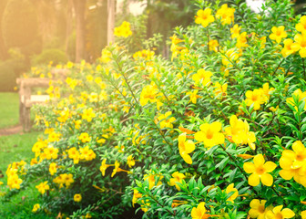 Obraz premium Allamanda cathartica in the garden