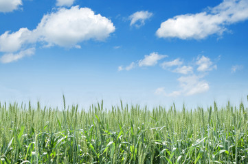 Fototapeta premium wheat