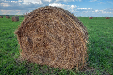 hay
