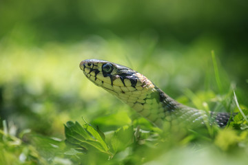 Obraz premium snake
