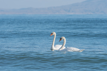 Fototapeta premium swan