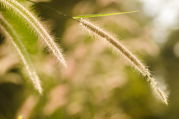 Dwarf Foxtail Grass