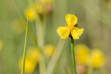 Xyris yellow flowers