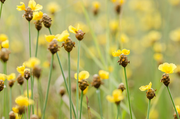 Fototapeta premium Xyris yellow flowers