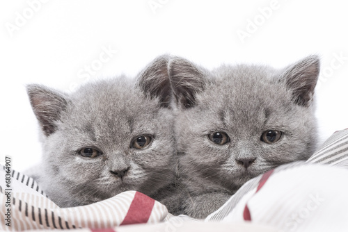 Britisch Kurzhaar Bkh Kitten British Shorthair Stock