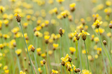 Obraz premium Xyris yellow flowers