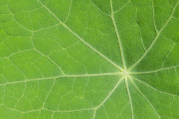 leaf on the white background