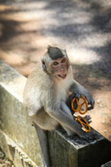 Monkey eating crackers